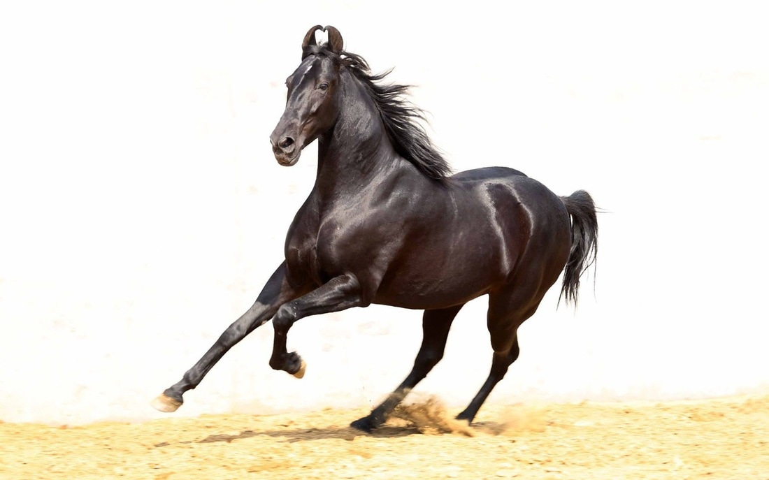 Marwari Horse Gallop To Discover,What Is A Pergola Good For