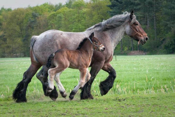 https://galloptodiscover.weebly.com/uploads/4/7/9/0/47904487/belgian-draft-horse-foal_orig.jpg