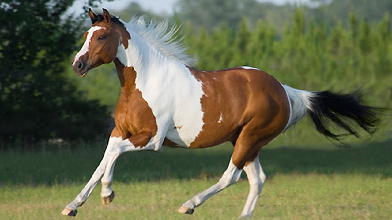 American Paint Horse gallop to discover